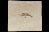 Fossil Mantis Shrimp (Pseudosculda) - Hakel, Lebanon #163093-1
